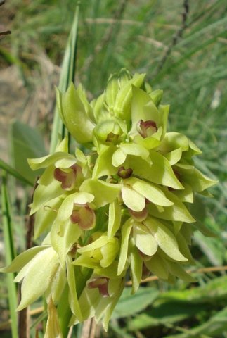 Orthochilus foliosus family resemblance